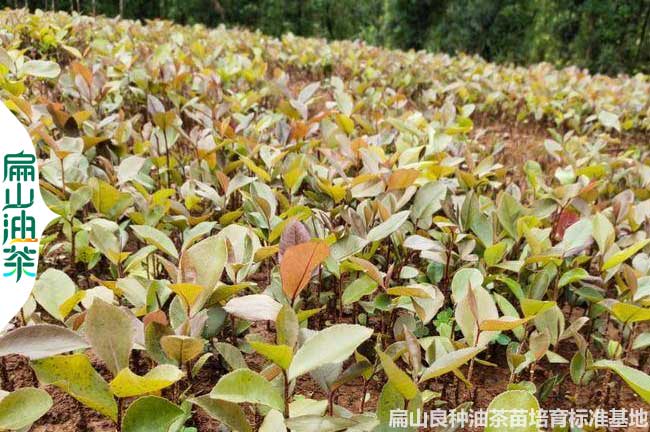 培育 湖南較大油茶苗 良種嫁接茶樹小杯苗批發(fā) 好價格1元一珠