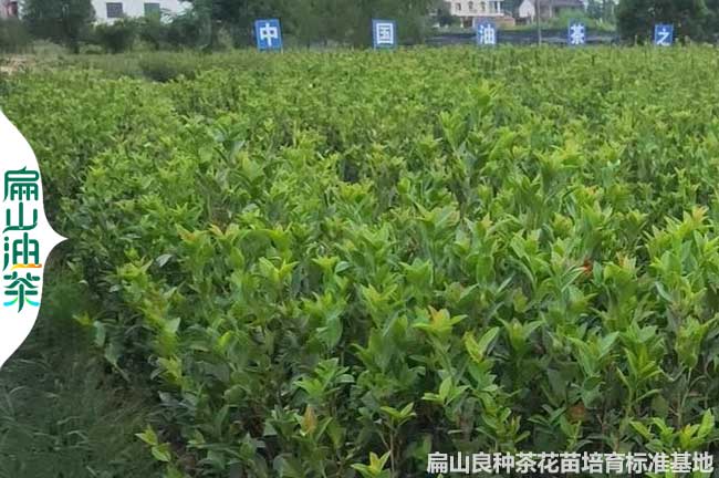 廣西香花油茶小杯苗