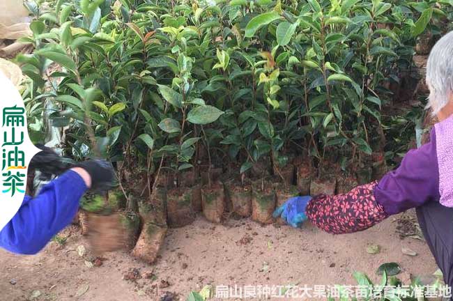 袋裝陜西茶葉苗批發(fā).嫁接油茶營養(yǎng)小杯苗價格.茶花苗培育6元