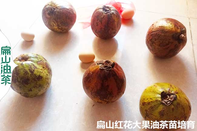 福建大果紅花油茶