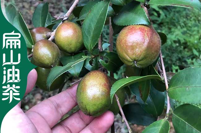 臨滄油茶種植