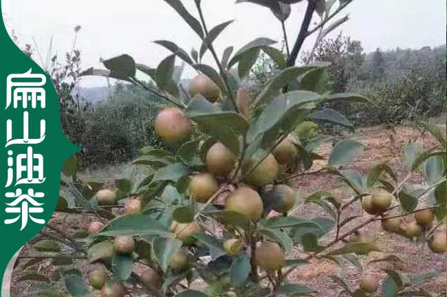 [茶苗]百色油茶苗批發(fā) 長林軟枝香花大果29-51CM紅花小杯苗