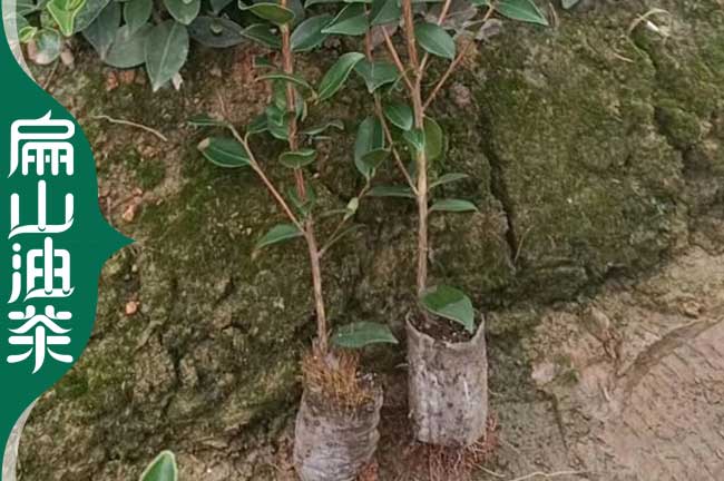 油茶種植肥料