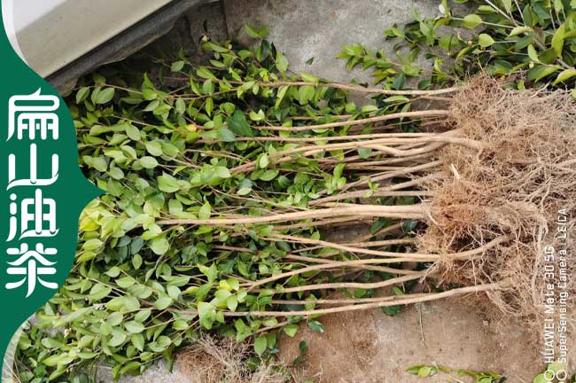 扁山寧德油茶苗楊梅樹培育生產(chǎn)批發(fā)基地 種植閩優(yōu)大果1-3年