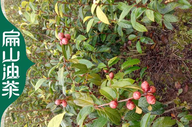 崇左大紅花油茶苗批發(fā)