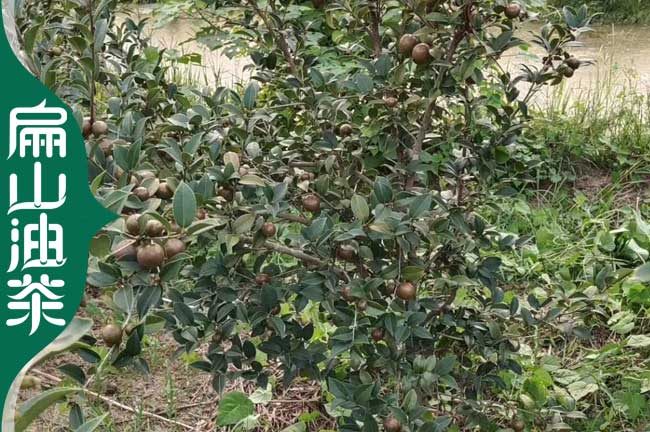 銅梁油茶種植