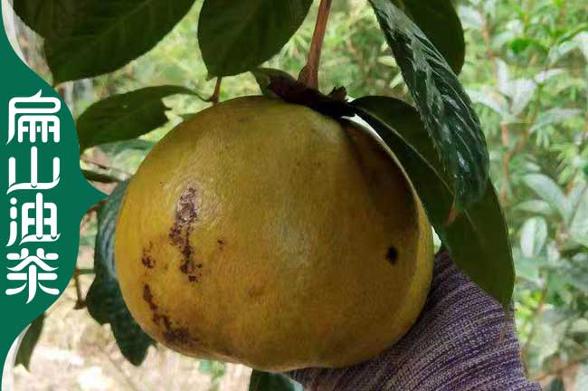 防城港特大果油茶