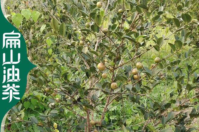 重慶油茶種植