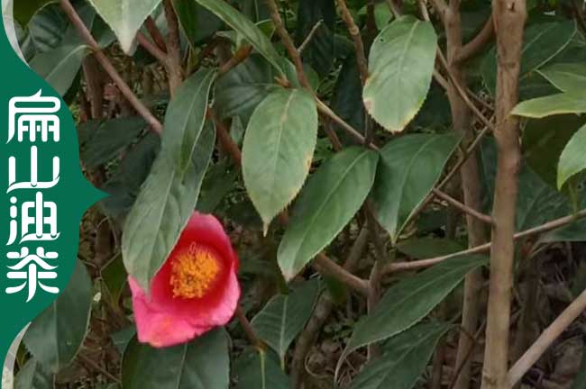 凱里紅花油茶苗批發(fā)