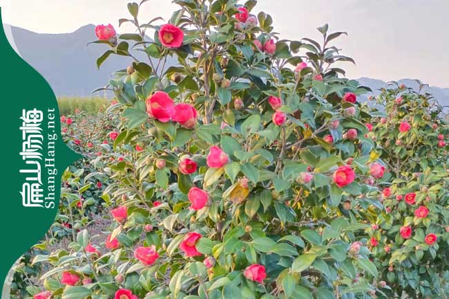 浙江紅花油茶苗