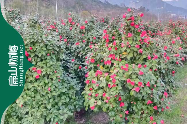 株洲紅花大果油茶苗