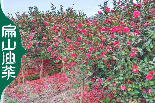 南充紅花油茶苗培育