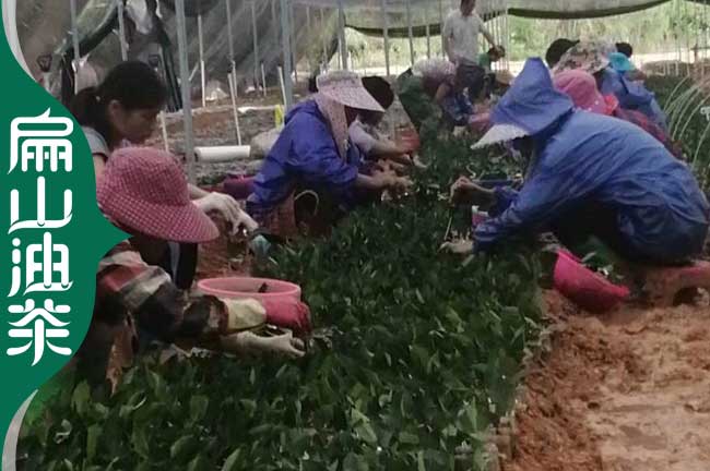 新余嫁接油茶苗培育