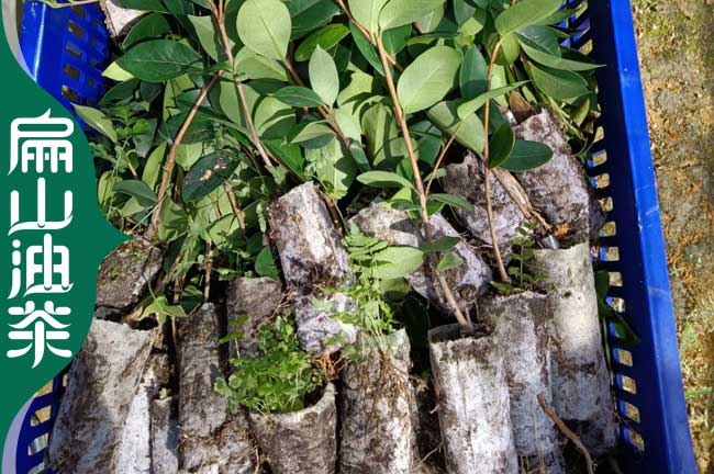 [2023茶樹茶葉苗]湖州培育油茶苗批發(fā) 湖州龍井茶葉苗1年2CM