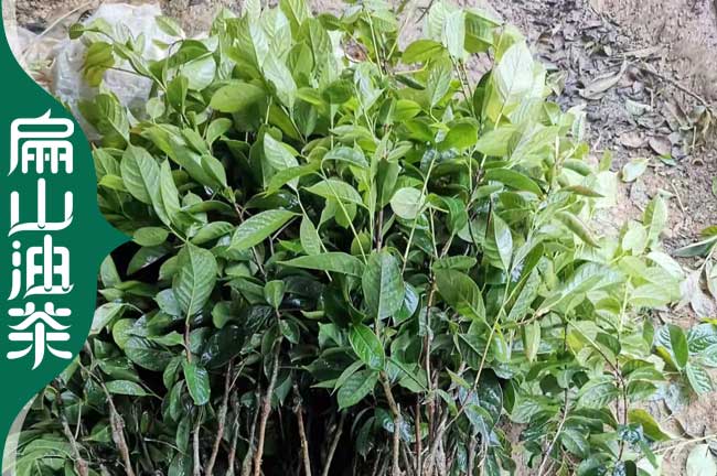 掛果多 湘西茶葉苗 1-2年油茶小苗 裸根實(shí)生嫁接杯苗30-60CM