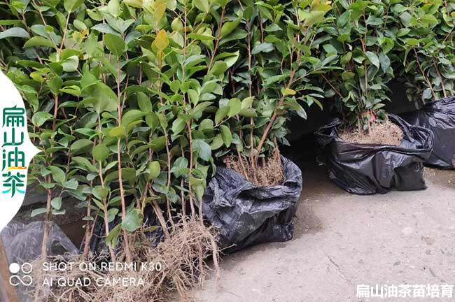 大型達州軟枝油茶苗圃批發(fā) 達州茶葉苗培育基地價格20-40CM