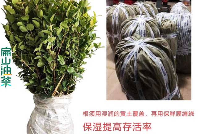 廣元長林油茶小苗