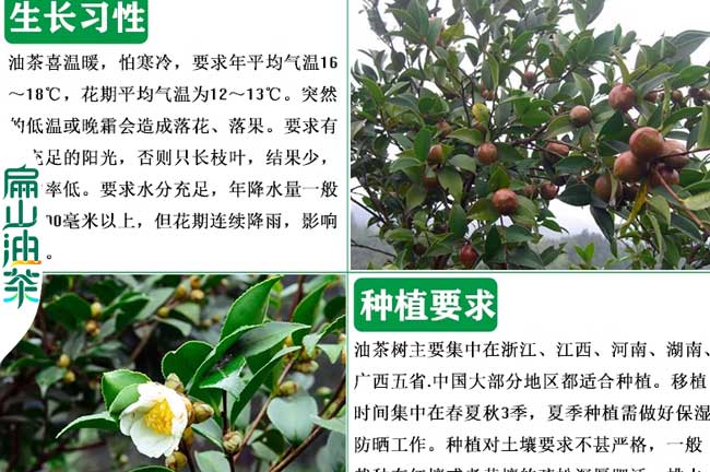 德陽油茶種植基地