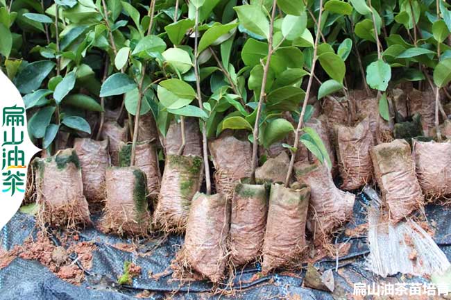 [有油茶苗.綿陽金花茶葉苗]綿陽的油茶樹小杯苗1年30CM批發(fā)