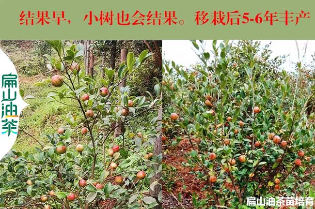 內(nèi)江油茶種植