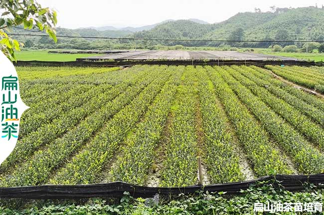 改良眉山茶葉苗培育基地 眉山長林53-40號(hào)油茶苗小杯苗批發(fā)