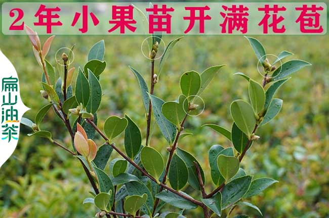 攀枝花2年油茶苗價格