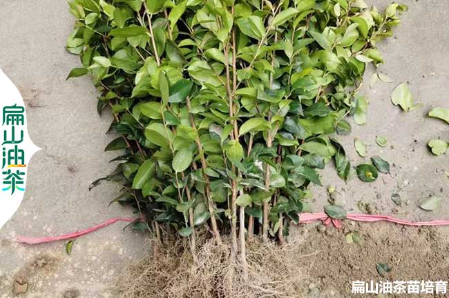 [小茶樹苗批發(fā)]自貢的油茶苗價 2023茶葉苗圃培育 嫁接50CM