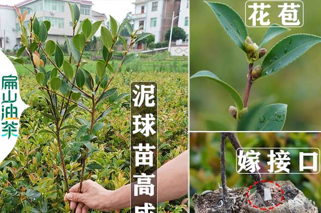 鷹潭嫁接油茶苗批發(fā)