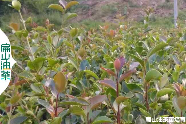 甘肅軟枝油茶苗培育