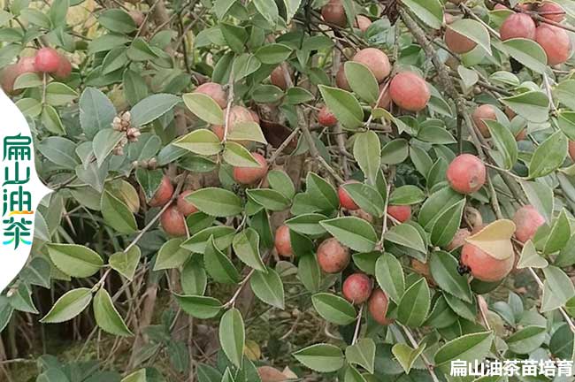 廣安油茶種植