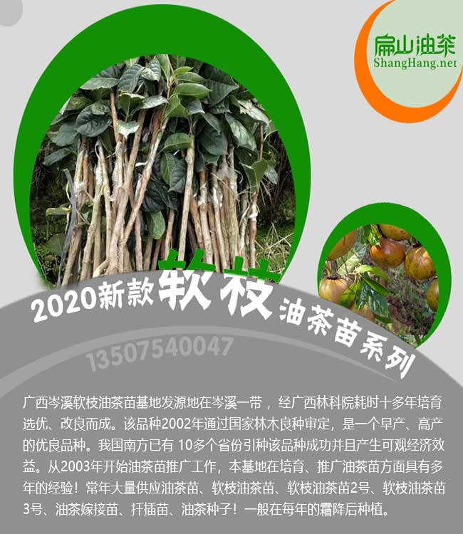 廣西軟大果枝油茶苗批發(fā)