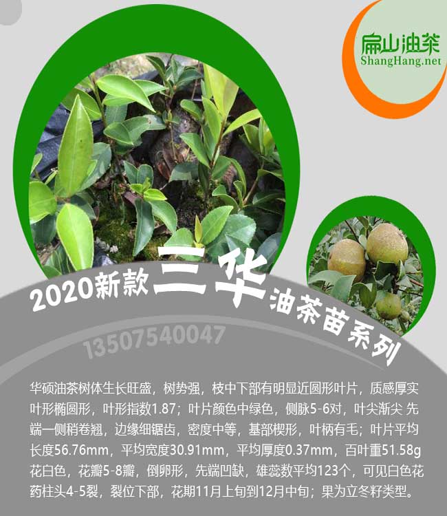 仙桃三華油茶苗批發(fā)