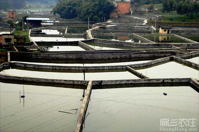 廈門鰱魚養(yǎng)殖基地