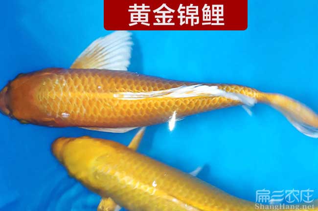 龍巖各種魚苗