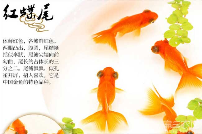 龍巖觀賞魚批發(fā)