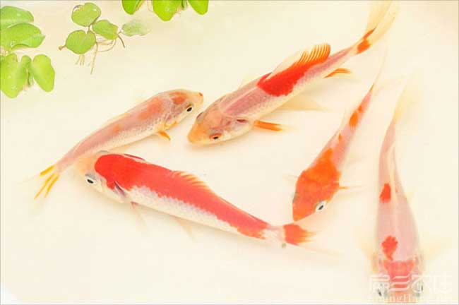 福建紅錦魚(yú)苗