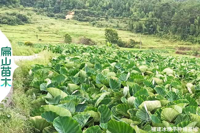 龍巖芋頭種植基地