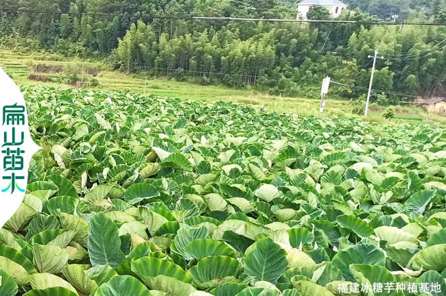 龍巖小香芋種植基地