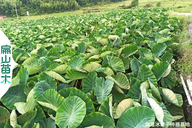 龍巖檳榔芋種植