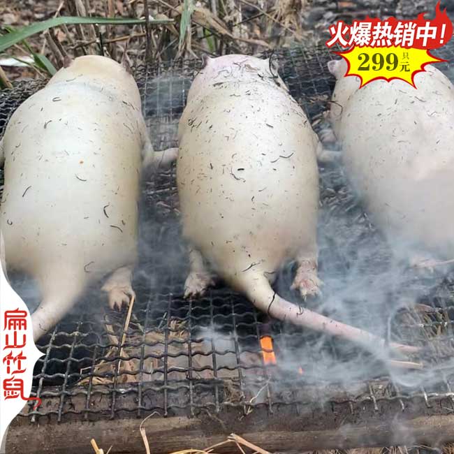 桂林竹鼠養(yǎng)殖