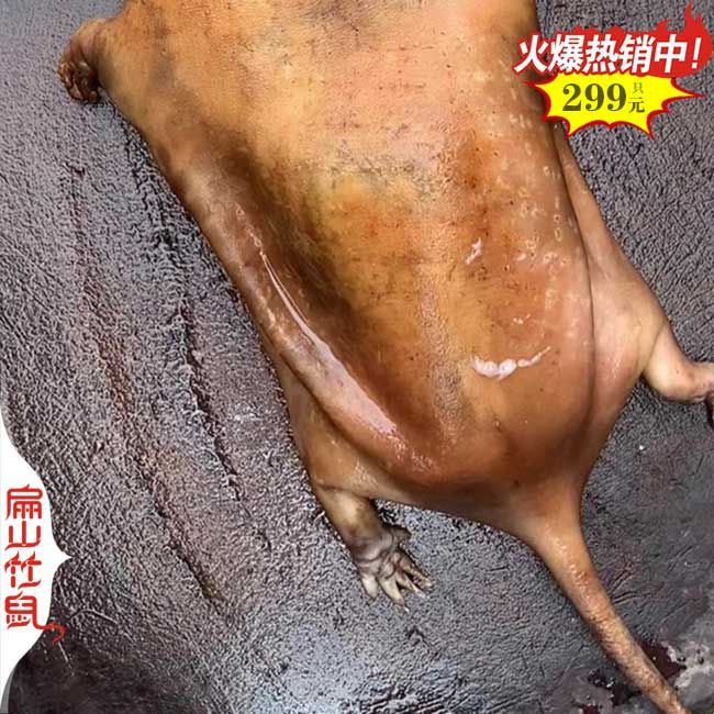 貴州竹鼠養(yǎng)殖