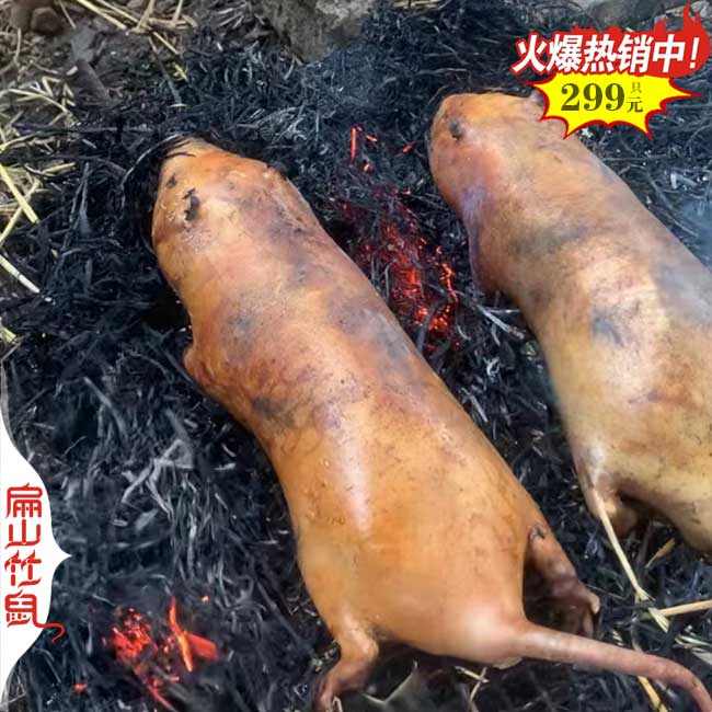 銷路浙江竹鼠養(yǎng)殖基地 批發(fā)冰凍商品竹鼠種苗價(jià)格 T紹興臺(tái)州