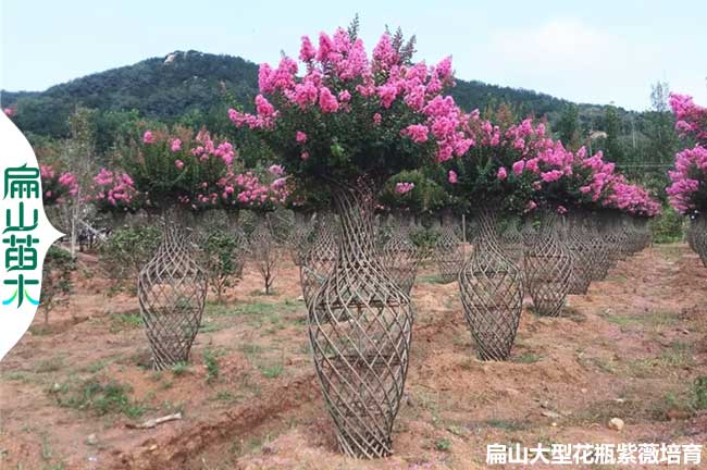 四川大紅紫薇花瓶批發(fā)