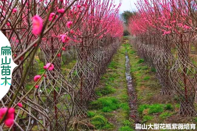 福建紫薇花瓶造型批發(fā)