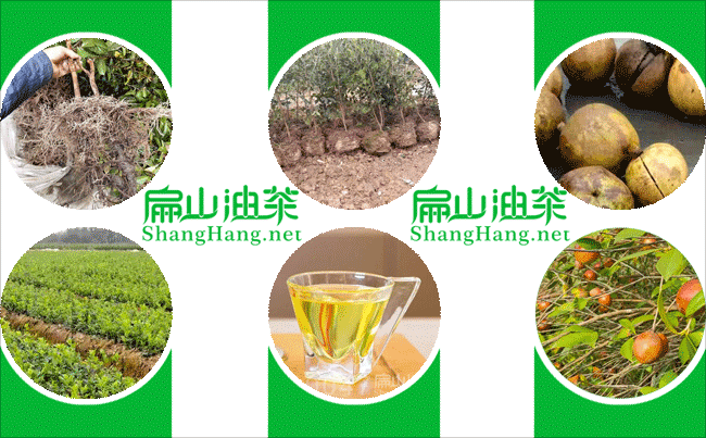 江西油茶種植