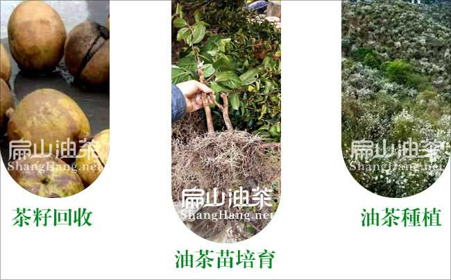 廣西軟枝3號(hào)油茶苗